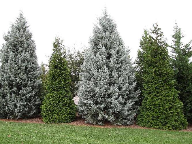 several_conifers