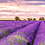 lavendermerchant